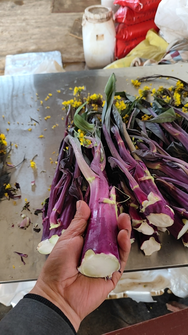 武汉特色产品洪山菜苔紫菜苔自有农场保障供应