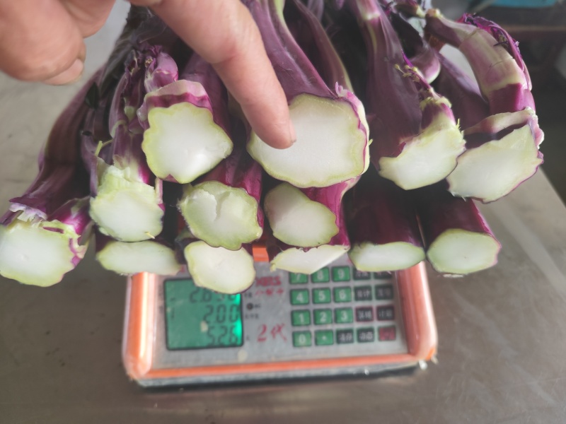 武汉特色产品洪山菜苔紫菜苔自有农场保障供应