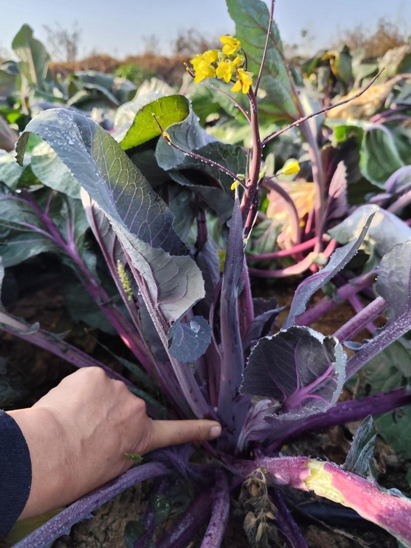 武汉特色产品洪山菜苔紫菜苔自有农场保障供应