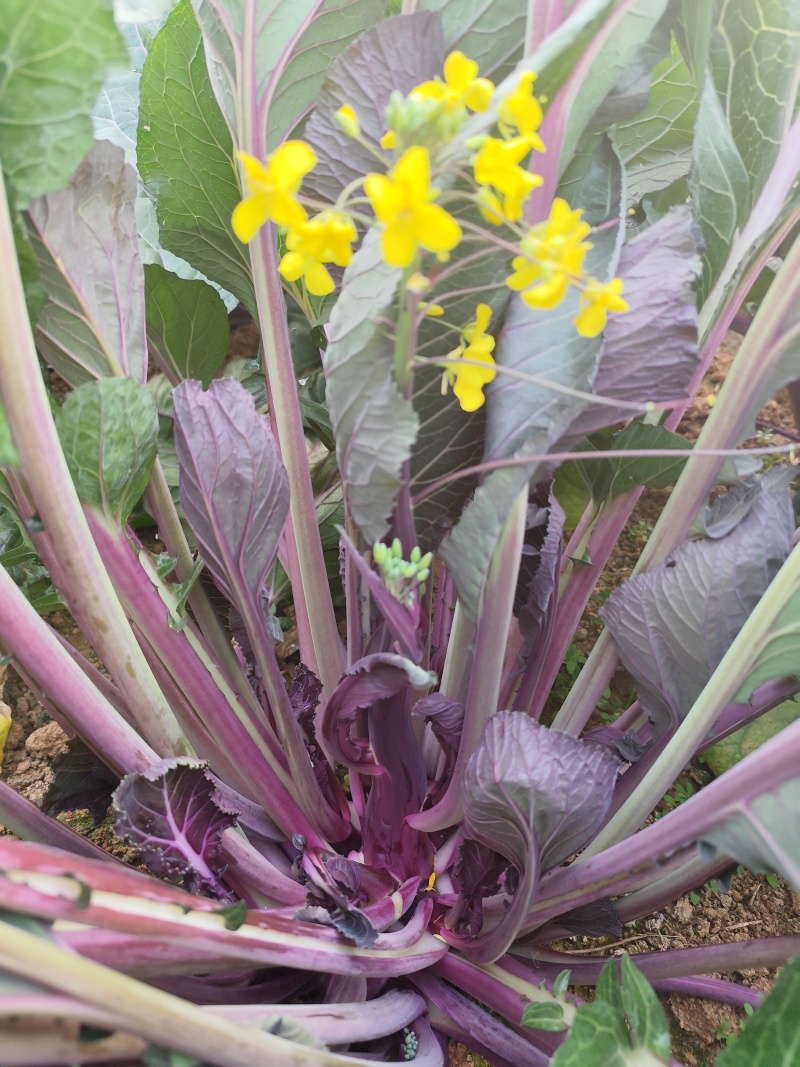 武汉特色产品洪山菜苔紫菜苔自有农场保障供应