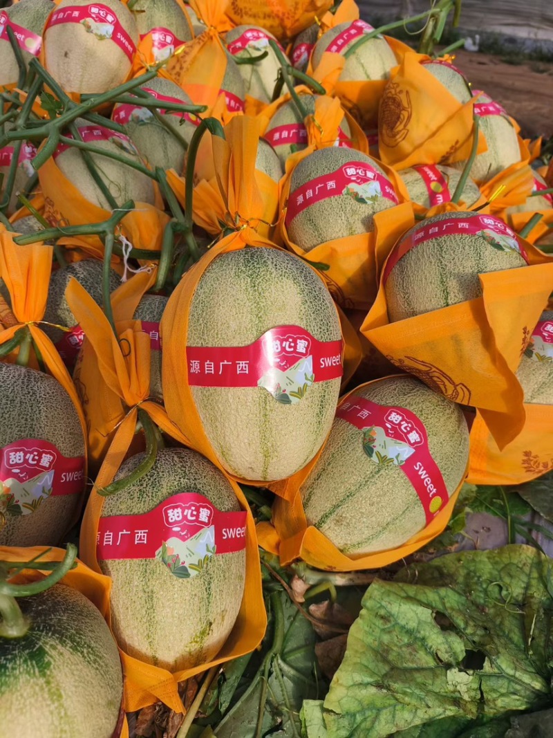 大量小蜜供应北海产区