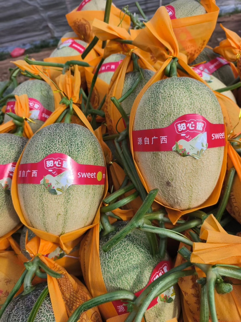 大量小蜜供应北海产区