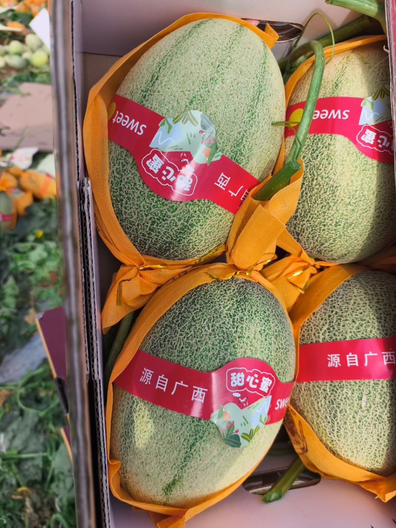 大量小蜜供应北海产区
