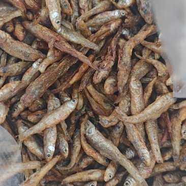 麦穗鱼，湖南嫩子鱼，火焙，米糠烟熏