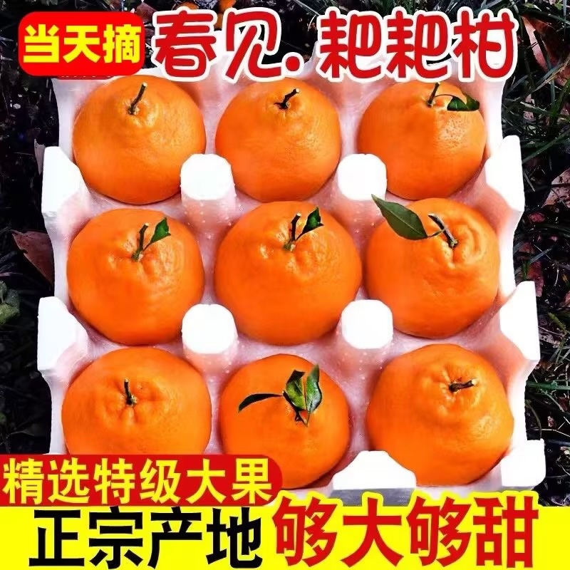 耙耙柑《专业代办〉另外承接整车全包发车，对接平台-商超