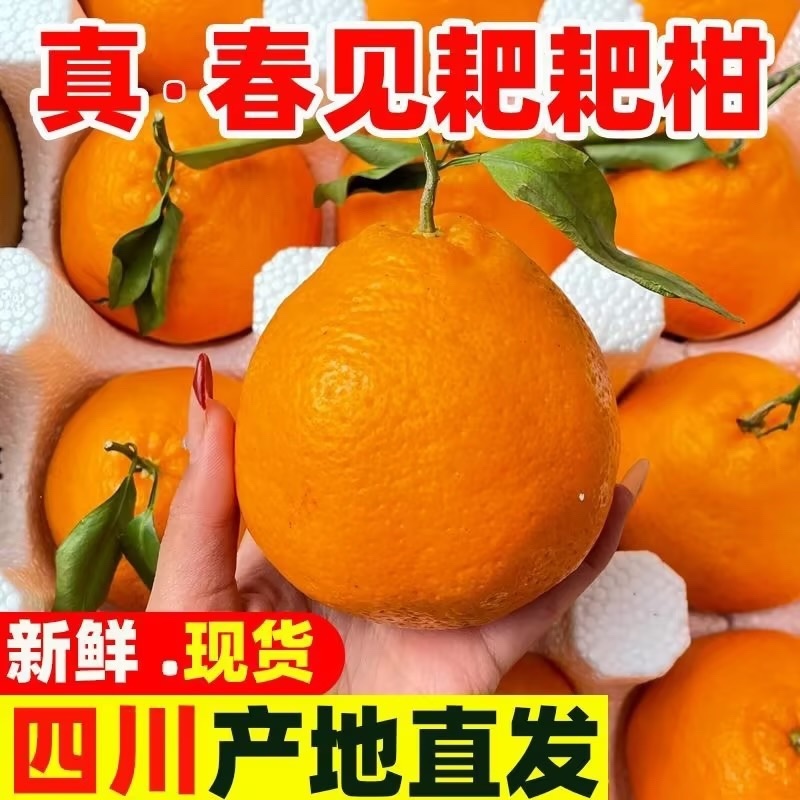 耙耙柑《专业代办〉另外承接整车全包发车，对接平台-商超