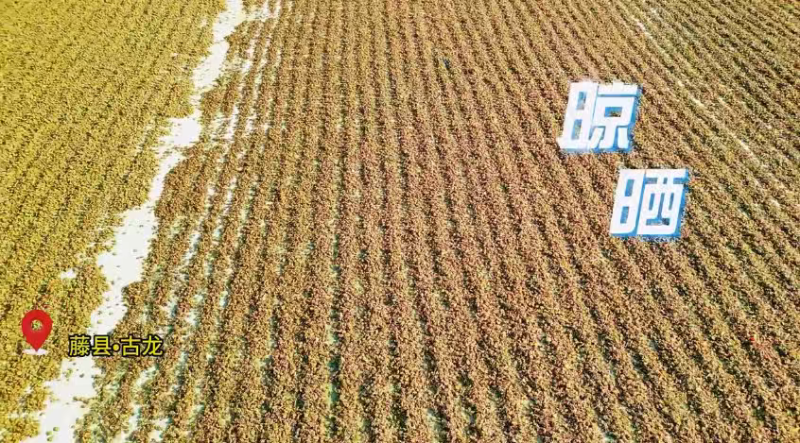 广西古龙大红八角，价格有低中高，一件也是批发价，代发物流