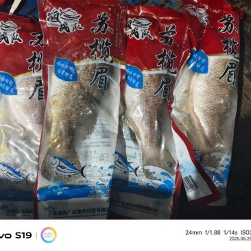 苏榄眉鱼