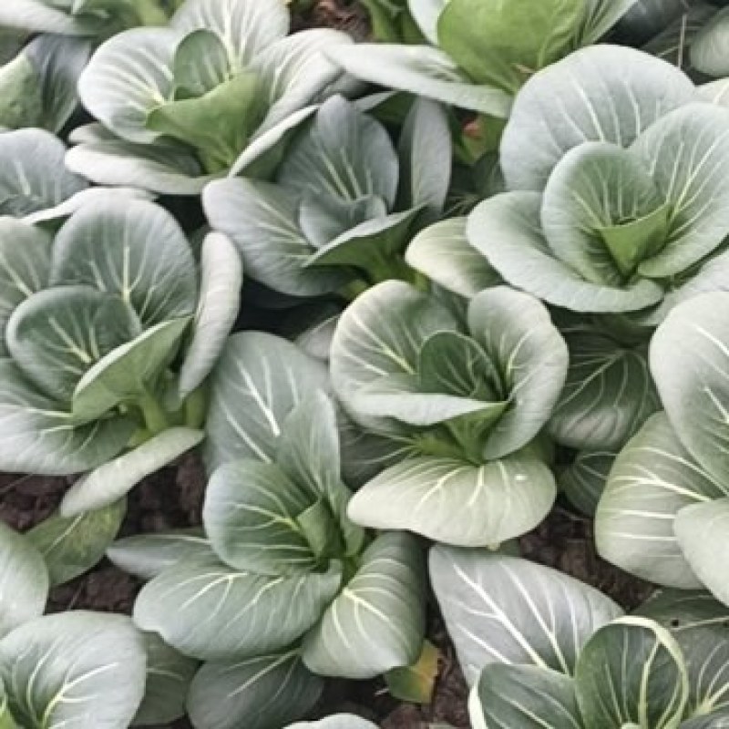 大头青菜