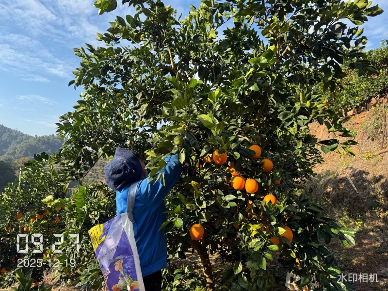 精品赣南脐橙20斤装一件代发产地一手货源对接全国发货