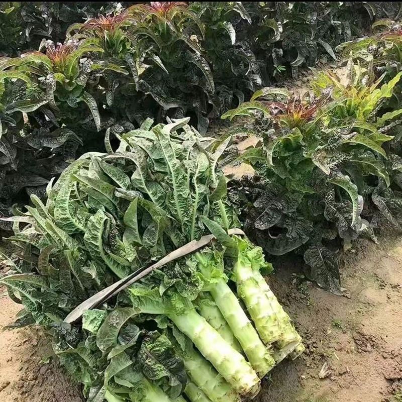 【脆嫩红叶香莴苣】基地直发鲜嫩爽口高产特价一手货源