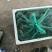 江苏大闸蟹大量供应中对接市场电商规格齐全品质保证欢迎下单订购