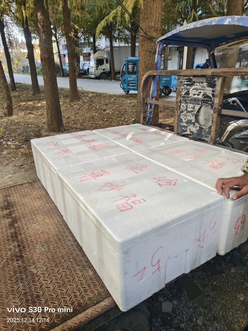 江苏大闸蟹大量供应中对接市场电商规格齐全品质保证欢迎下单订购