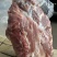 一号肉梅花肉。临沂现货一柜支持发样品支持看货