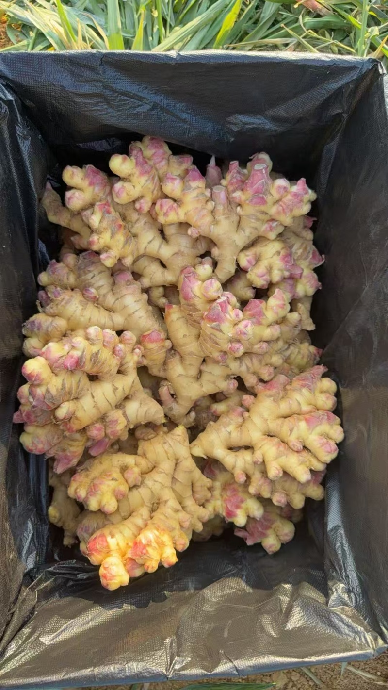 生姜批发
