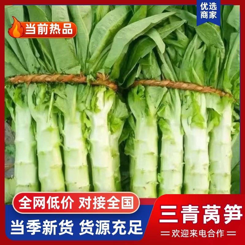 【三青莴笋批发】产地直供鲜嫩清脆大量现货价格优惠