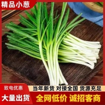 【小葱批发现货直供】新鲜香葱当日采摘源头批发特价