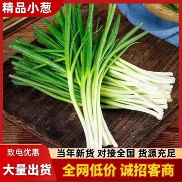 【小葱批发现货直供】新鲜香葱当日采摘源头批发特价