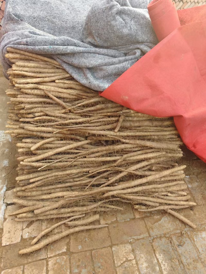 白玉二货