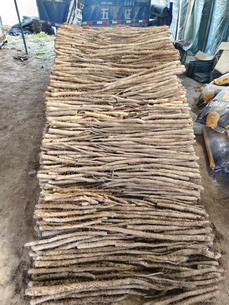 白玉二货