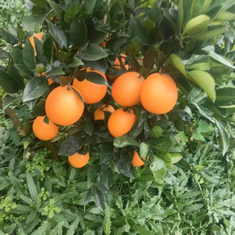【荐】湘西纽荷尔脐橙汁水丰富全国整车发货价格优惠