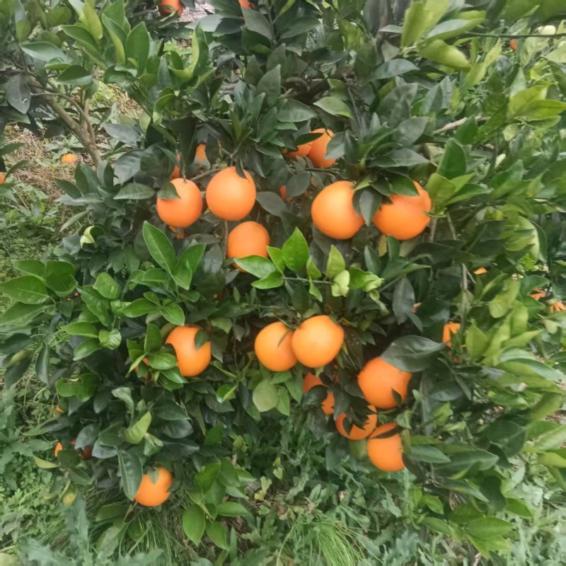 【荐】湘西纽荷尔脐橙汁水丰富全国整车发货价格优惠