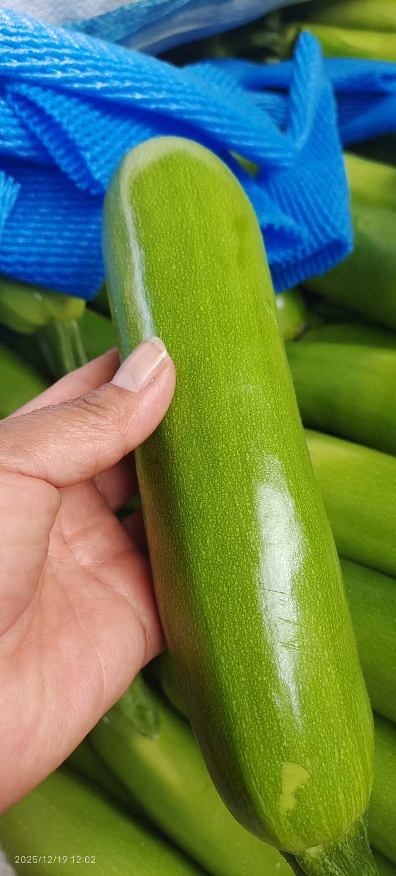 绿皮西葫芦产地直销，价格优惠，量大欢迎老板来订购