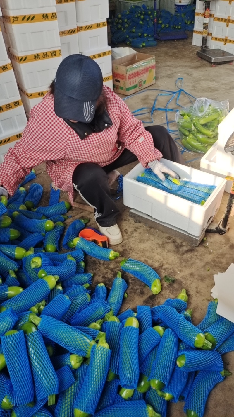 绿皮西葫芦产地直销，价格优惠，量大欢迎老板来订购