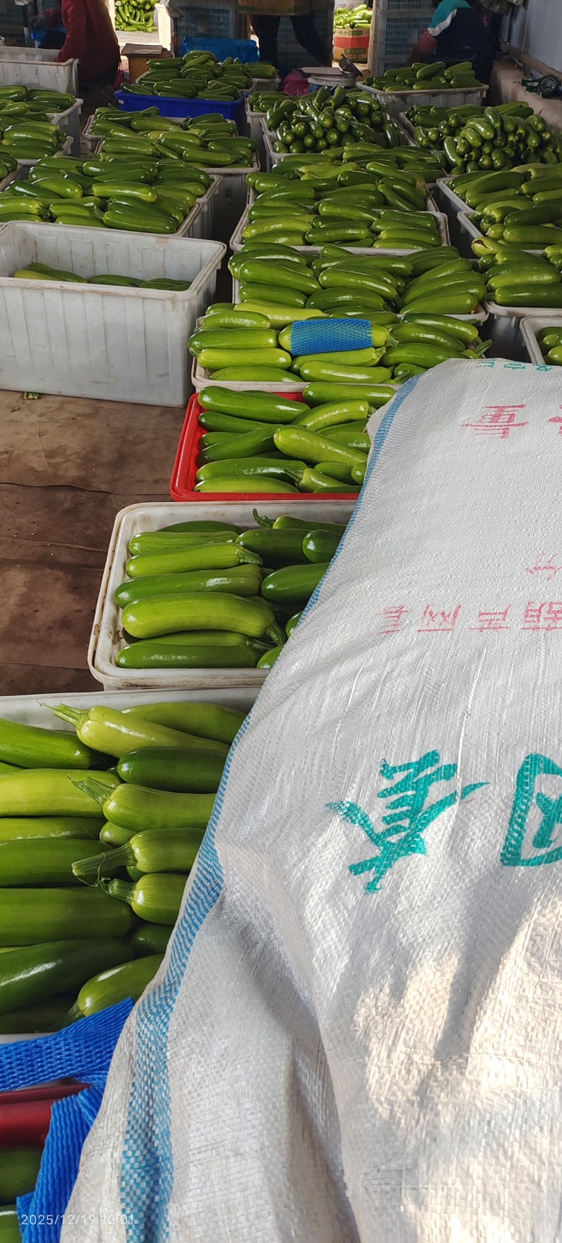 绿皮西葫芦产地直销，价格优惠，量大欢迎老板来订购