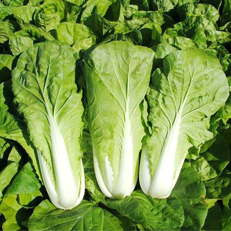 湖北快菜对接电商市场一件代发货源充足量大从优