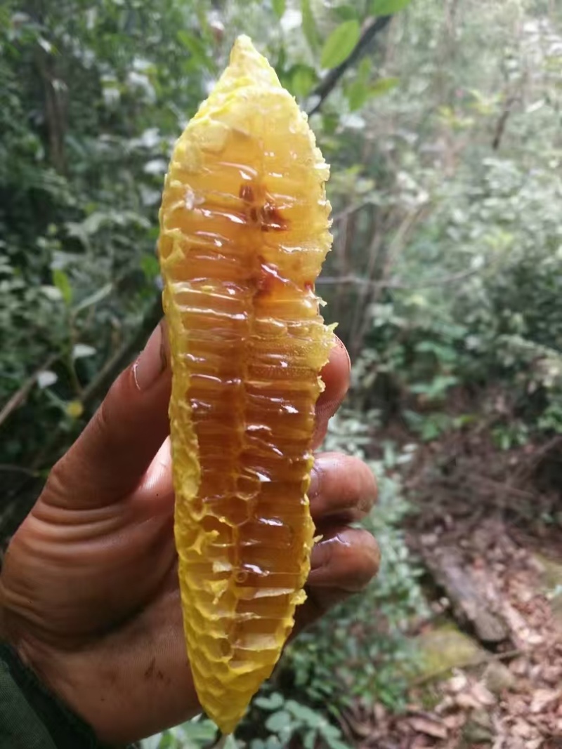 野生土蜂蜜，深山放养，原生态，每年取一次。