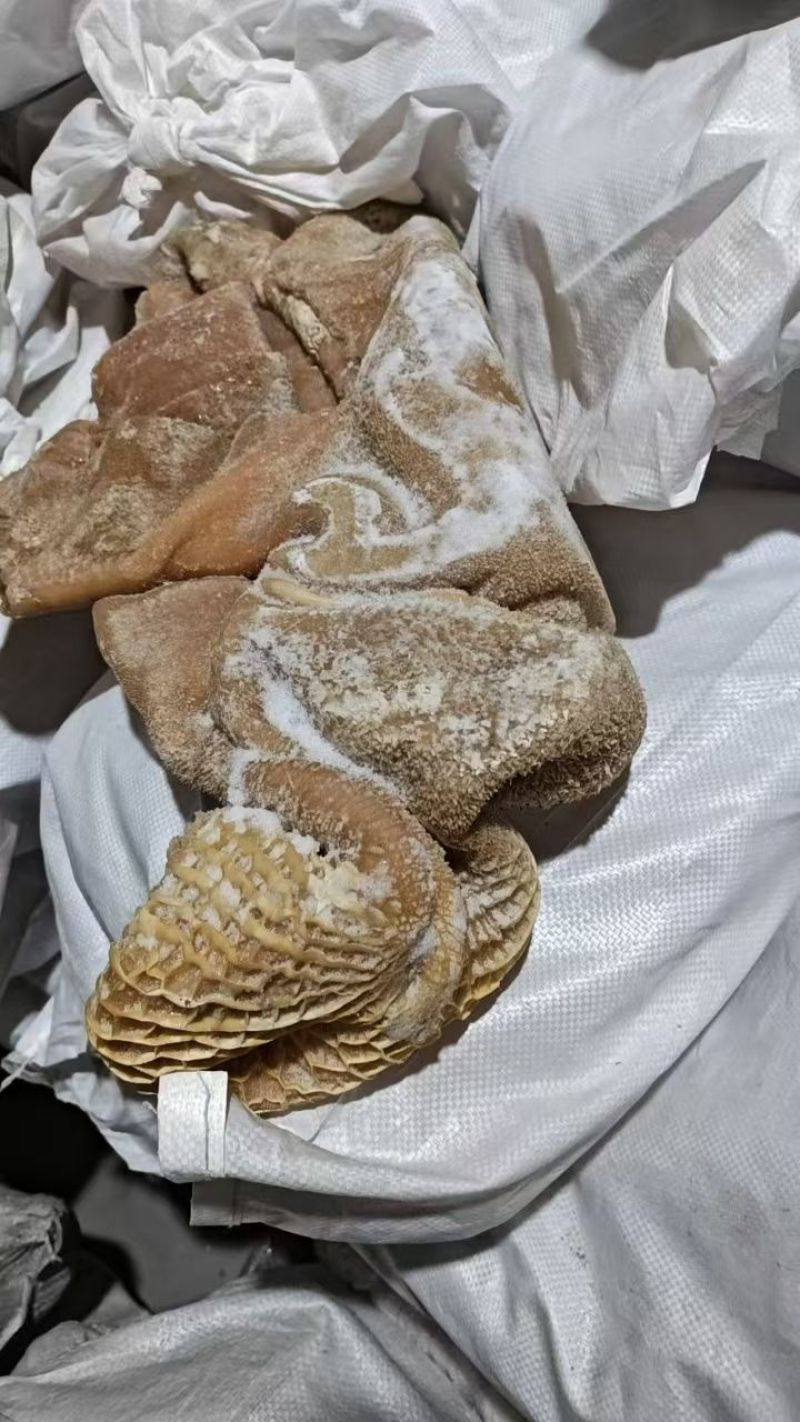 七层熟大肚带金肚