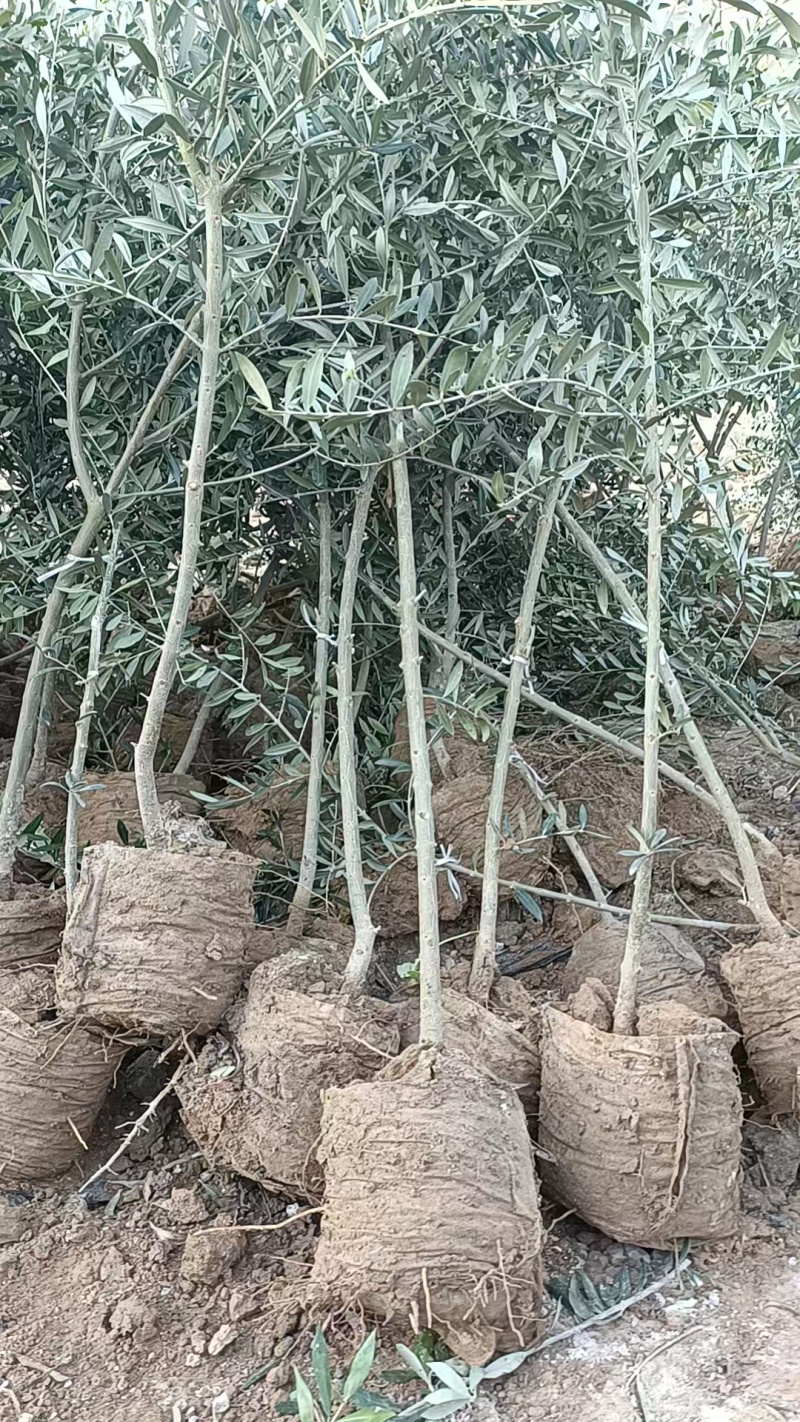 一公分油橄榄苗，【陇南武都直发】