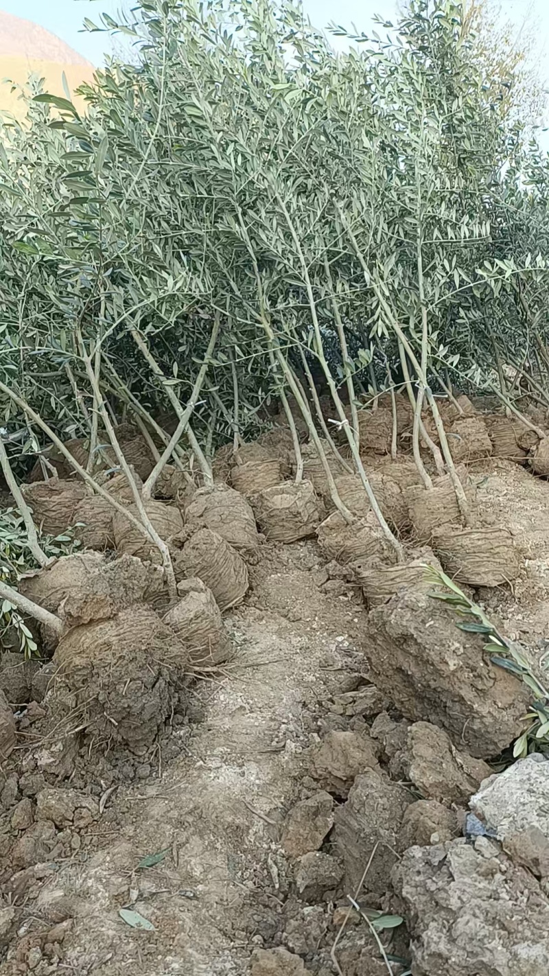 一公分油橄榄苗，【陇南武都直发】