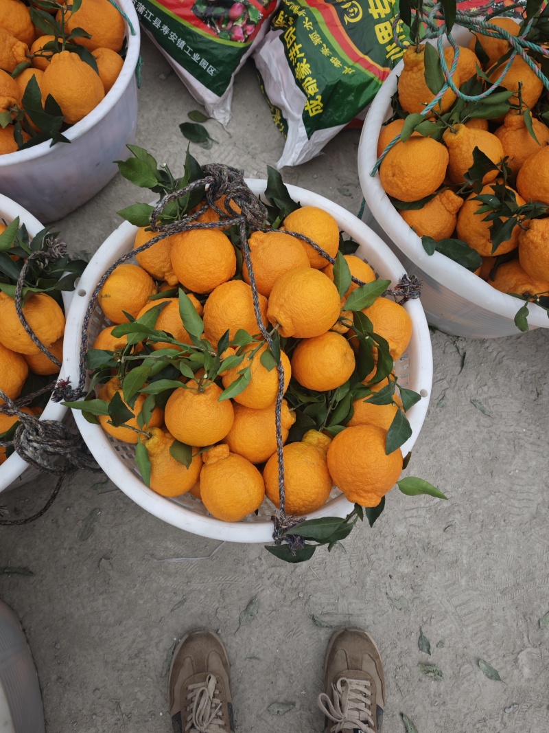 ，四川丑橘全国发货，价格便宜，对接各大电商批发市