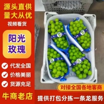 阳光玫瑰海量货源，找源头精品我们更专业，专业代办全国发货