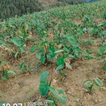 红牙芋头
