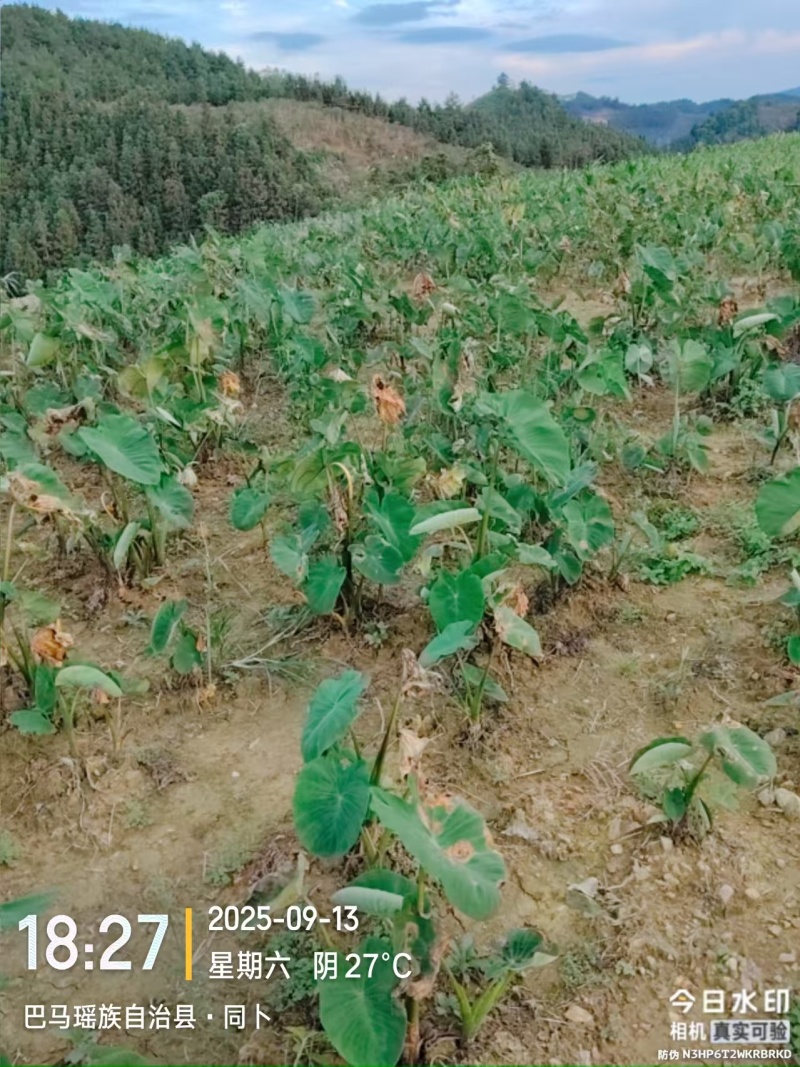 红牙芋头