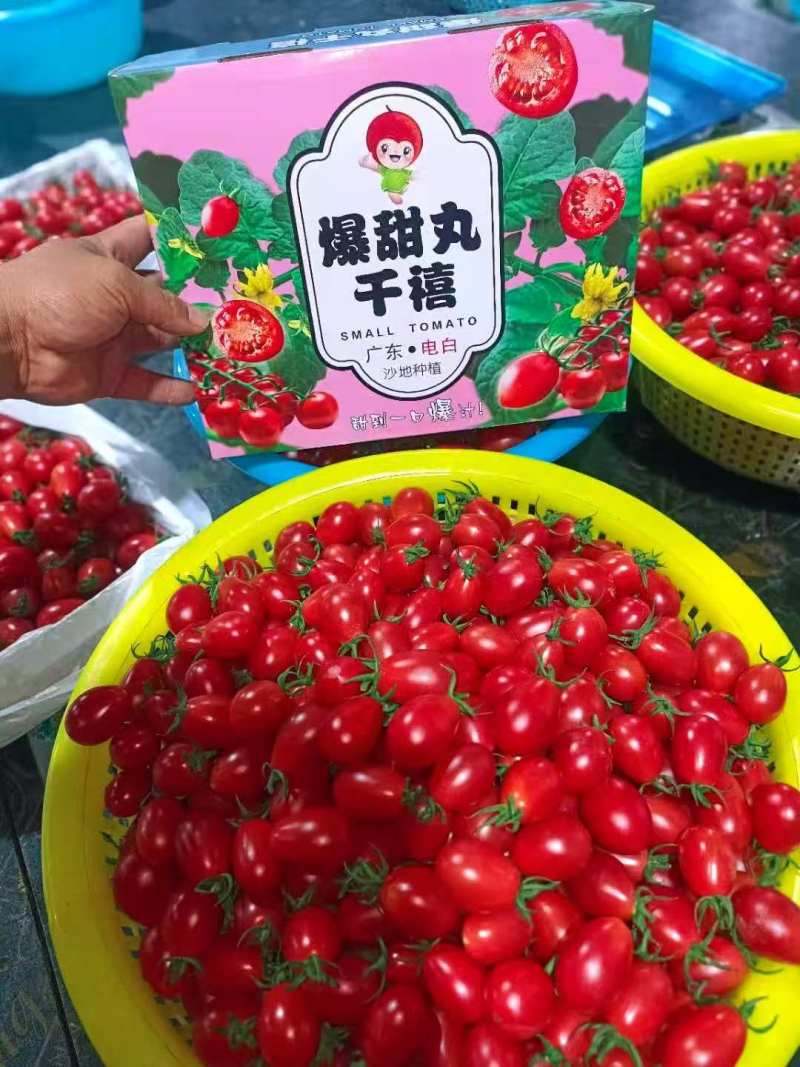 电白千禧圣女果，皇冠，青甜，甜度高口感好，产地直供