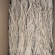 防风