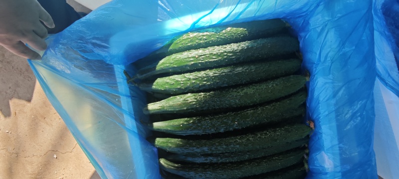 山东蜜刺黄瓜大量上市，专业对接电商，市场，商超，欢迎来电