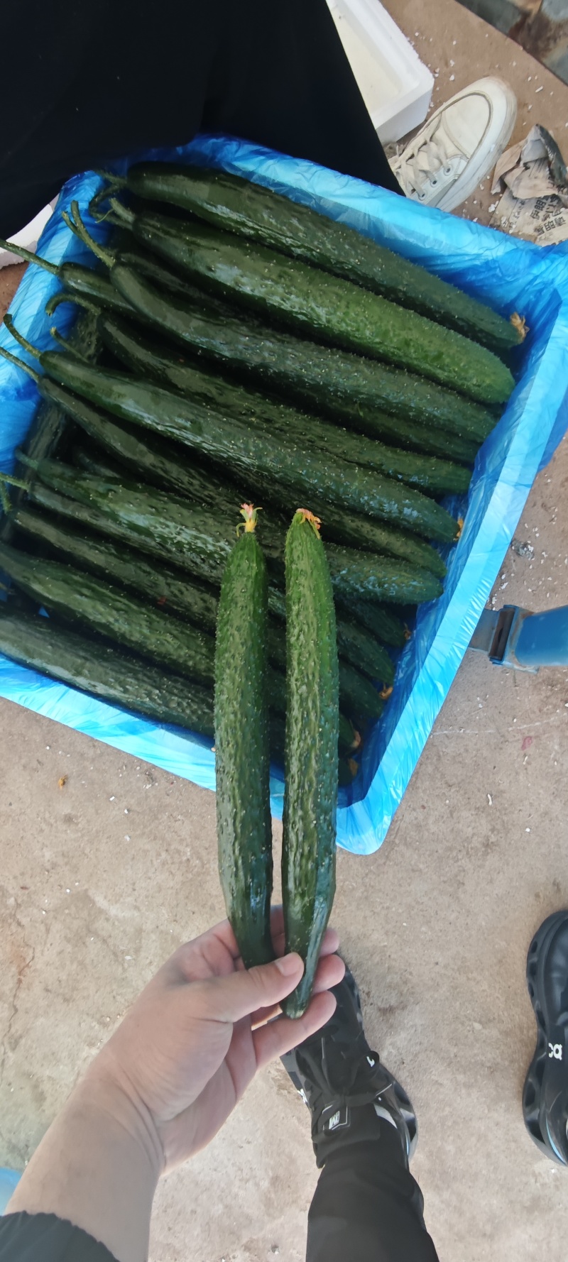 山东蜜刺黄瓜大量上市，专业对接电商，市场，商超，欢迎来电