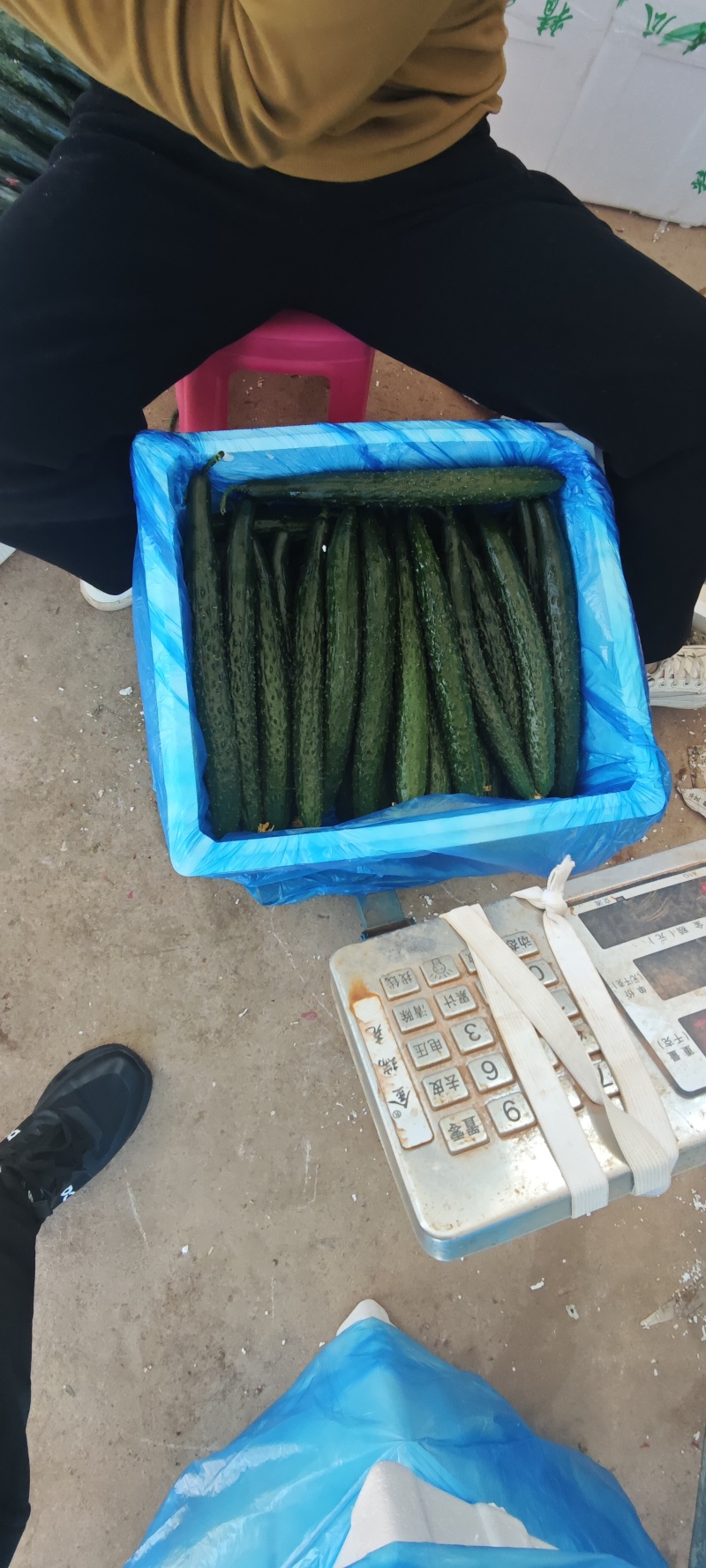 山东蜜刺黄瓜大量上市，专业对接电商，市场，商超，欢迎来电
