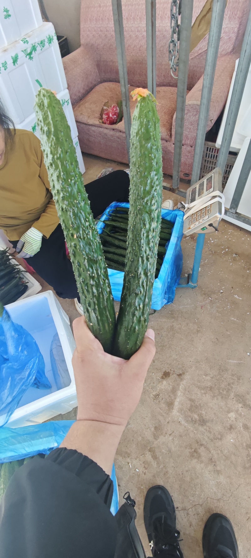 山东蜜刺黄瓜大量上市，专业对接电商，市场，商超，欢迎来电