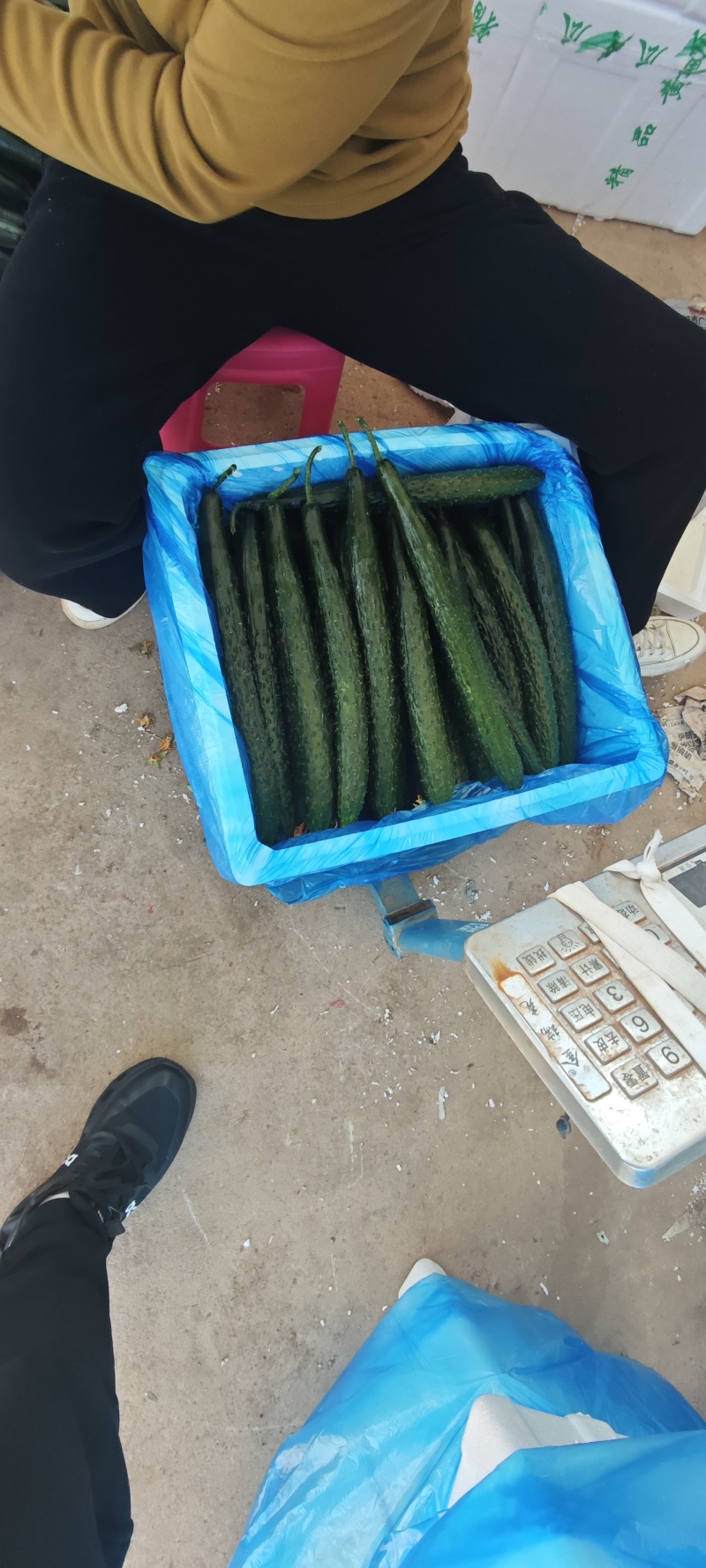 山东蜜刺黄瓜大量上市，专业对接电商，市场，商超，欢迎来电