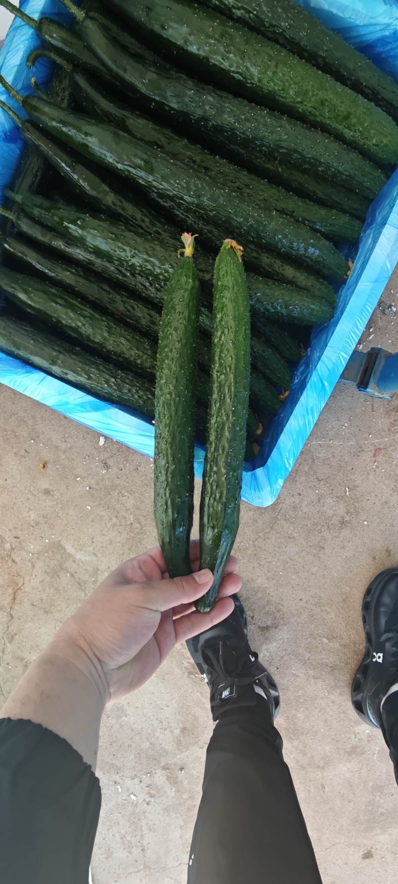山东蜜刺黄瓜大量上市，专业对接电商，市场，商超，欢迎来电