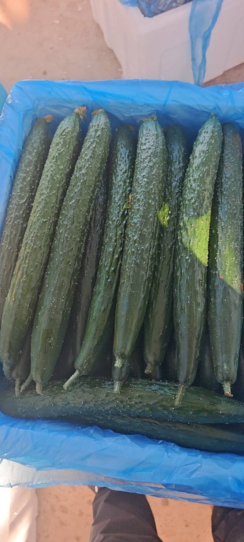 云南密刺黄瓜大量供应，支持各种分拣，欢迎咨询！