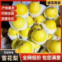 雪花梨，大个头雪花梨，口感嘎嘎甜，汁水多，冰糖雪梨