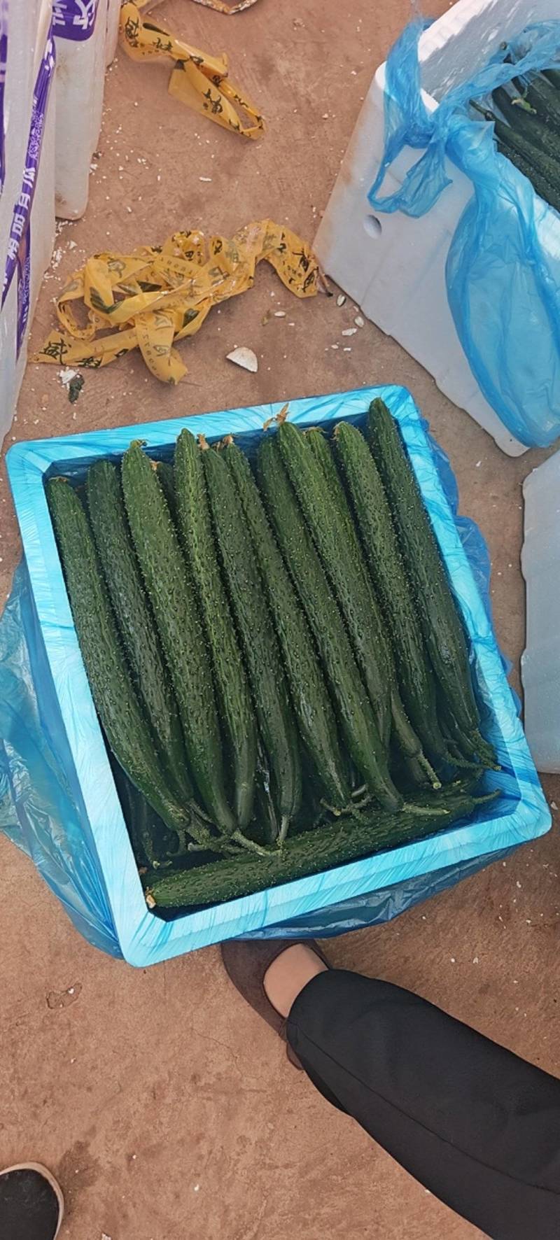 云南密刺黄瓜大量供应，支持各种分拣，欢迎咨询！