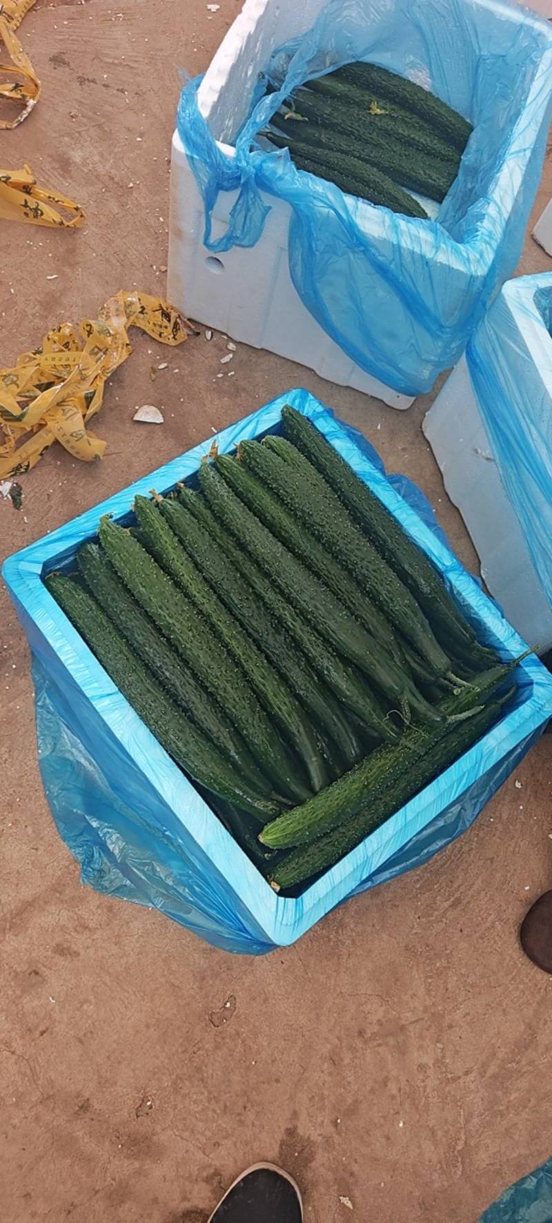 云南密刺黄瓜大量供应，支持各种分拣，欢迎咨询！